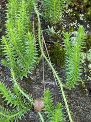 Lycopodiales