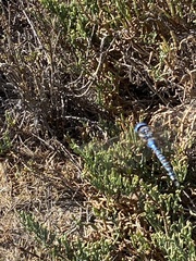 Rhionaeschna multicolor