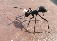 Polyrhachis armata