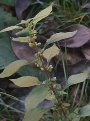 Parietaria judaica
