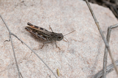 Arcyptera microptera