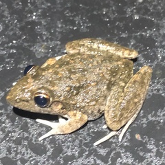 Litoria inermis
