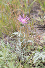 Psephellus marschallianus