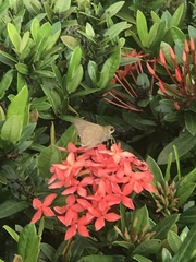 Borbo cinnara