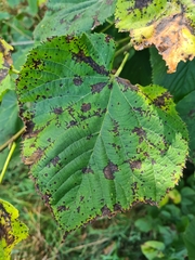 Paracercosporidium microsorum