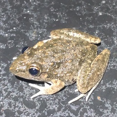Litoria inermis
