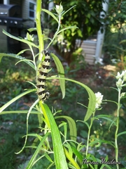 Vanessa virginiensis