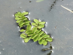Salvinia natans