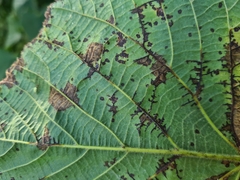 Paracercosporidium microsorum