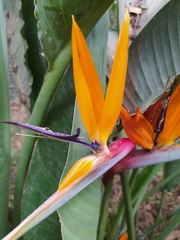 Strelitzia reginae