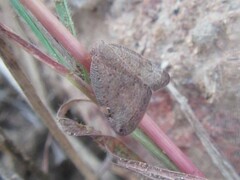 Scolypopa kurandae