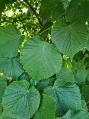 Paracercosporidium microsorum