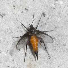 Sciaridae