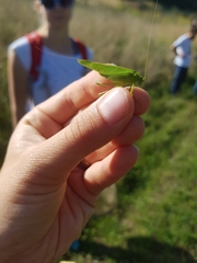 Phaneroptera falcata
