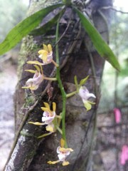 Sarcochilus australis