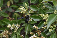 Xylocopa californica