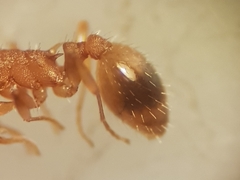 Temnothorax