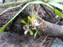 Sarcochilus australis