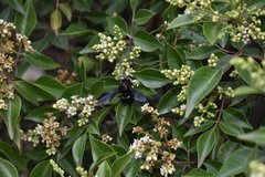 Xylocopa californica