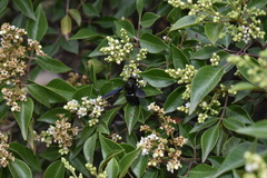 Xylocopa californica