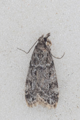 Eudonia heterosalis