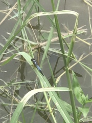 Brachydiplax chalybea