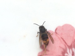 Vespa velutina nigrithorax
