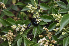 Xylocopa californica