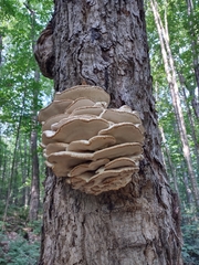 Climacodon septentrionalis