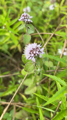 Mentha aquatica