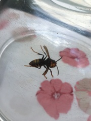 Vespa velutina nigrithorax