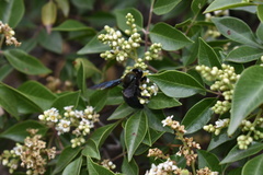 Xylocopa californica