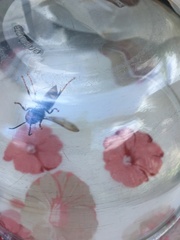 Vespa velutina nigrithorax