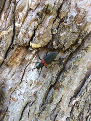 Stictoleptura canadensis