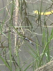 Brachydiplax chalybea