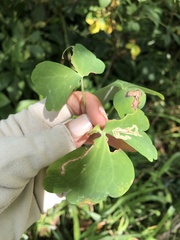 Phytomyza minuscula group