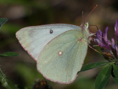 Colias christina