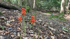 Arum cylindraceum
