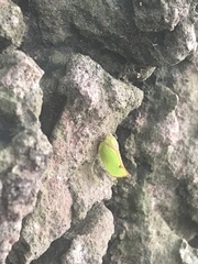 Salurnis marginella