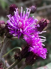 Vernonia noveboracensis