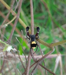 Stegodyphus tibialis