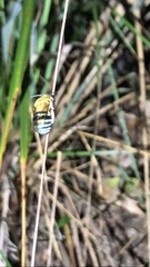 Zonamegilla