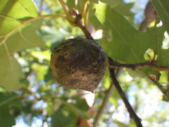 Amphibolips