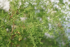 Artemisia annua