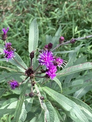 Vernonia noveboracensis