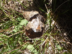 Amphibolips