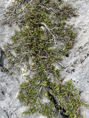 Rhamnus pumila