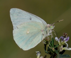 Colias christina