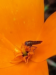 Platycheirus albimanus