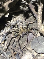 Heteropoda amphora